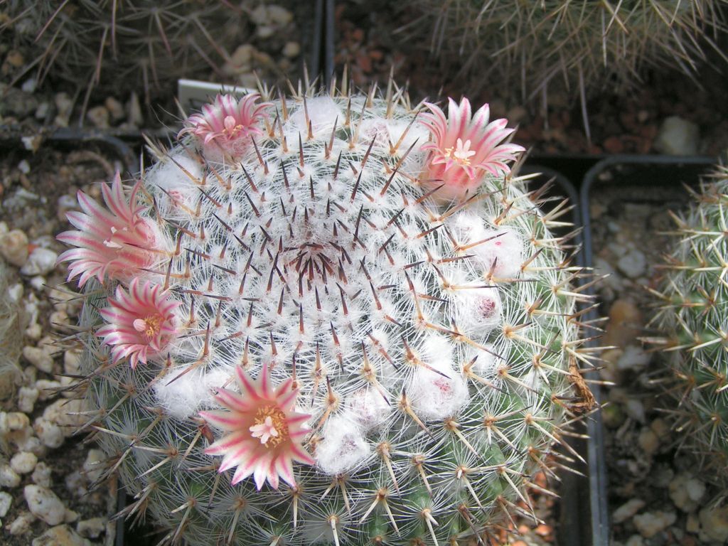 Mammillaria sp. Cerritos SLP